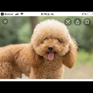 Meet your Posher, Georgina